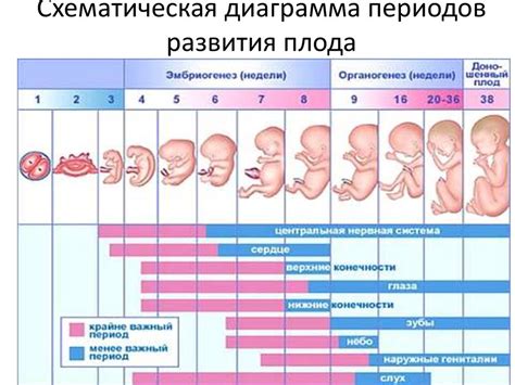 Возможные компликации при отклонении результатов измерения развития плода в 16-й беременности