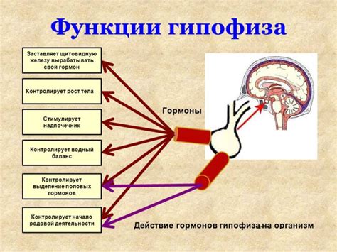 Возможные нарушения и отклонения в функционировании центрального мозга