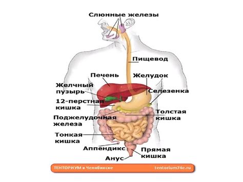 Возможные побочные эффекты пищевой соды на желудочно-кишечный тракт