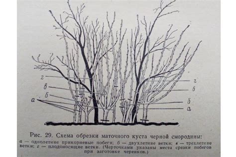 Возможные последствия резкой обрезки смородины до корней