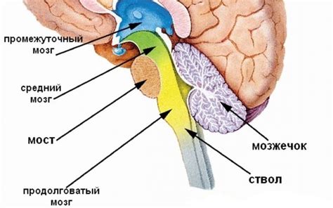 Возможные причины смещения структур в центральной части головного органа