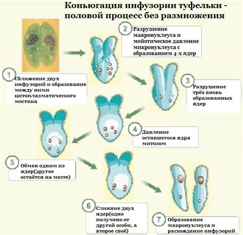 Возможные функциональные роли светочувствительности у эвглены