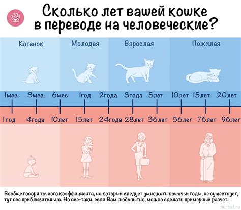 Возраст котят для первой купании