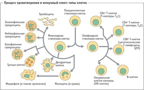 Воспалительные процессы и ответ иммунной системы