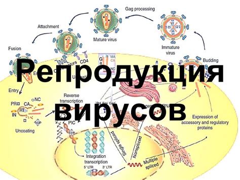 Восприимчивость к повторному заражению ротавирусом