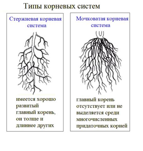 Восстановление корневой системы и возвращение здоровья растению: советы и методы