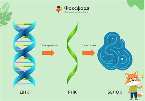 Восстановление синтеза белка