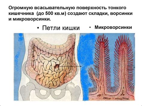 Впитывание жидкости в тонкой кишке: роль ворсинок кишечника