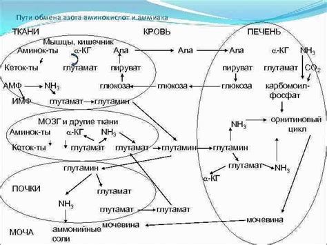 Вредные последствия повышенного содержания натрия