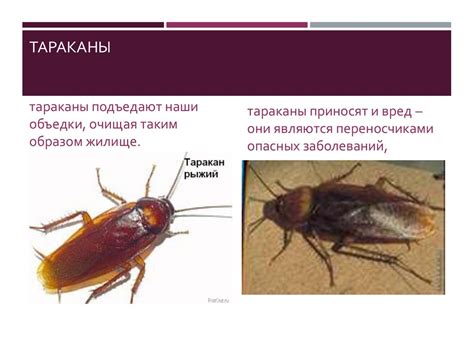 Вредоносные насекомые и болезни воздействуют на здоровье растений и урожай