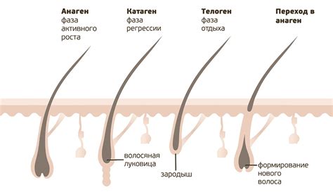 Вред покраски волос и его влияние на состояние волосяных фолликул