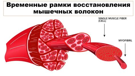 Временные рамки восстановления верхнего и низнего соединения после операции разрезания мышц живота