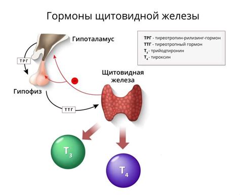 Время приема пищи и уровень ТТГ: связь между временными параметрами и гормональным статусом