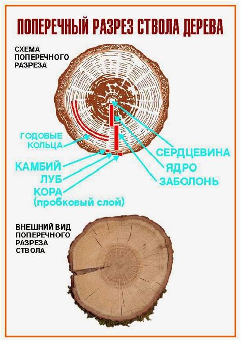 Выборка качественной древесины: основной этап производства граблей