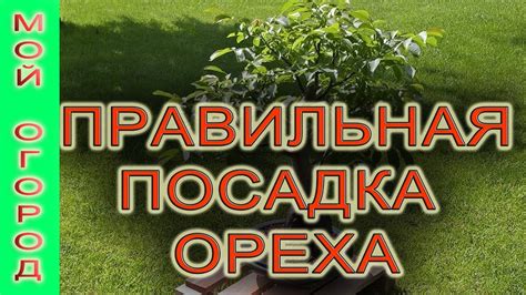 Выбор вариантов культивирования и предварительная подготовка земли