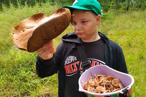 Выбор качественного грибного урожая