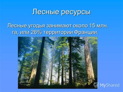 Выбор места зимнего пребывания: лесные угодья или городские парки