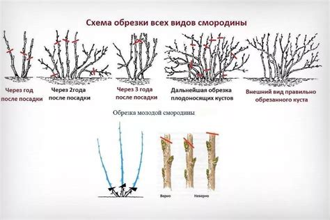 Выбор оптимального материала для обвязки кустов смородины на зиму