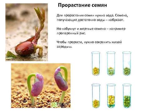 Выбор оптимального момента для внесения семян: секреты успешного прорастания