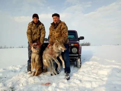 Выбор оружия и снаряжения для успешной охоты на диких свиней