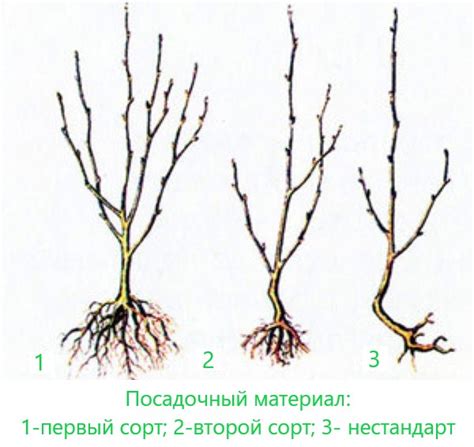 Выбор подходящего места для посадки вишни