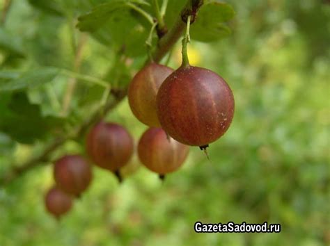 Выбор подходящей ветки для посадки