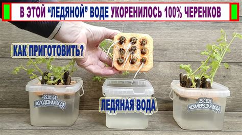 Выбор подходящей воды для процесса укоренения