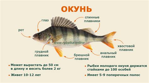 Выбор речной деликатесной рыбы для питания при повышенной чувствительности