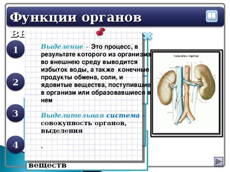 Выделительная система: процесс очистки организма и удаление лишних веществ