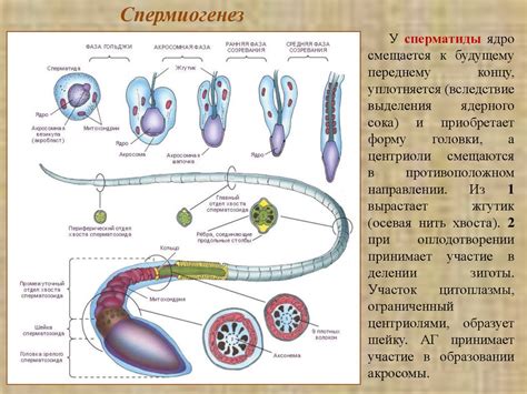 Выдерживание и созревание