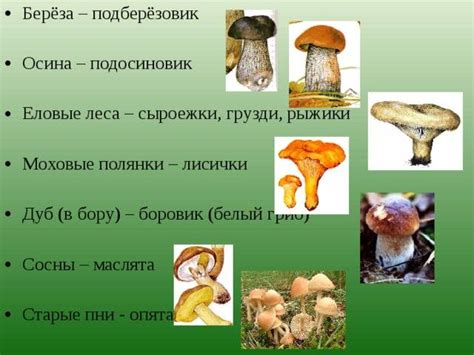 Выращивание рыжиков дома: альтернативный подход к наслаждению свежими грибами