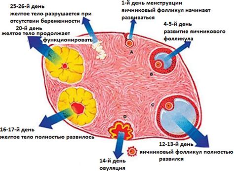 Выявление причин недостатка фолликулов в яичниках