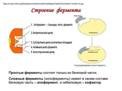 ГГТП: роль и нормы антивзапального фермента в организме