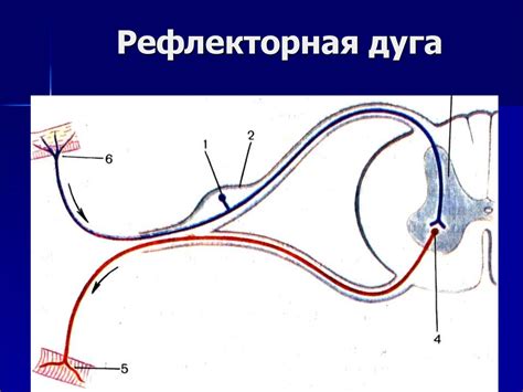 Газовая среда: ключевой фактор в возникновении рефлекторной дуги