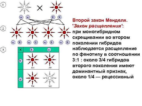 Генетика: открытие принципов наследования и их важность