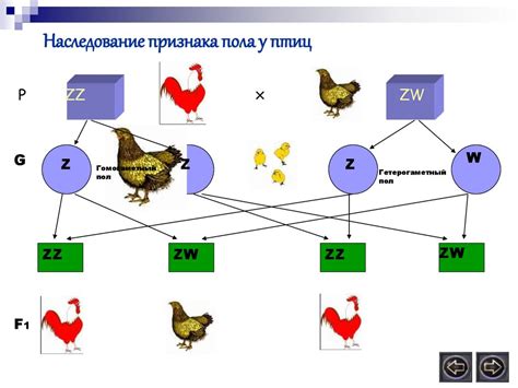 Генетика и наследование необычного репродуктивного признака у представителей мужского пола