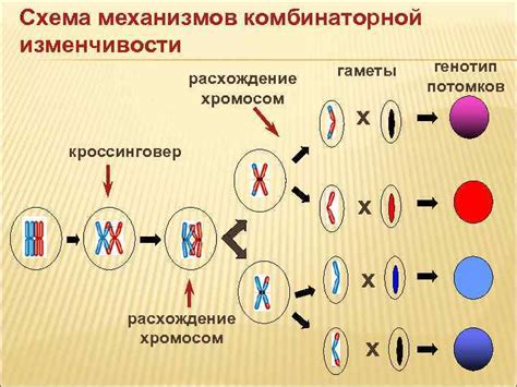 Генетическая изменчивость и значимость для многообразия жизни