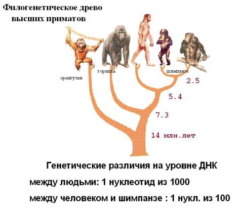 Генетические различия и визуальные особенности