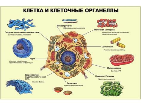 Гены, митохондрии и клеточные органеллы