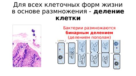 География центра жизни: ориентация клеточных обитателей