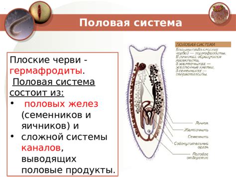 Гермафродиты и половая репродукция