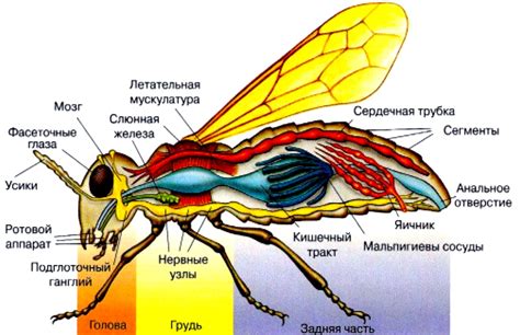 Гермафродиты у насекомых