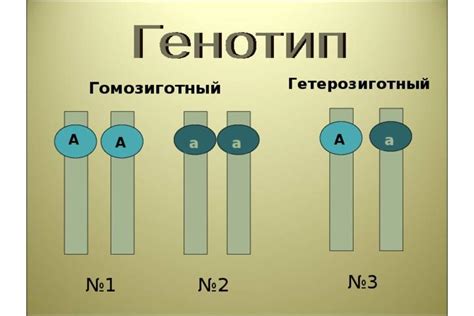 Гетерозигота и гомозигота в генетике