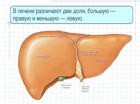 Гиподенсный очаг правой доли печени