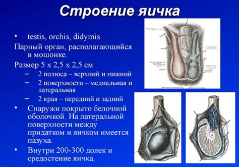 Гипоплазия левого яичка у ребенка