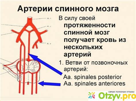 Гипоплазия левой позвоночной артерии