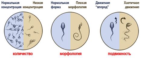 Гипоспермия - низкое количество спермы у мужчин: что это такое?