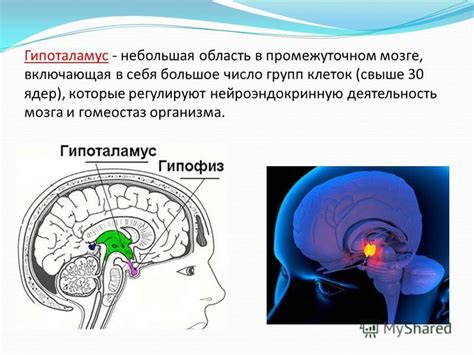 Гипоталамус: область мозга, регулирующая множество функций организма