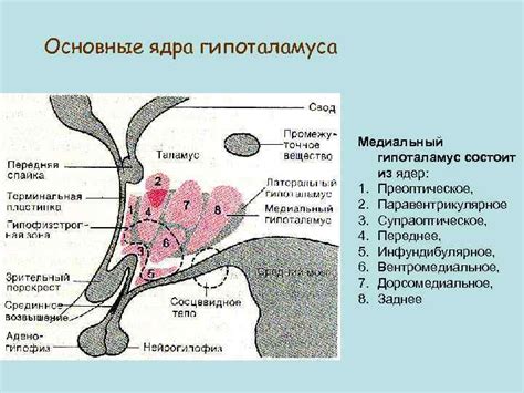 Гипоталамус: основные аспекты