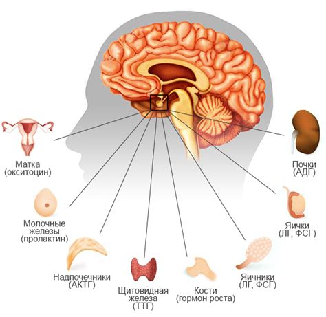 Гипоталамус у женщин: функции и его воздействие на организм